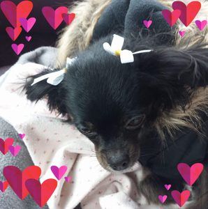 Meet your Posher, Pamula